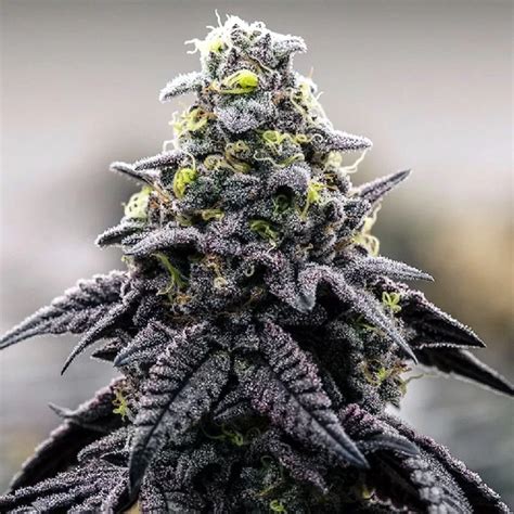 AK-47 Feminized Seeds - The Seed Connect