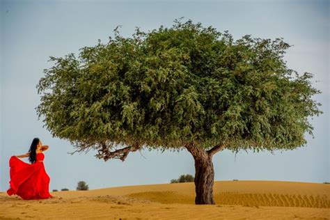 Photos: Timeless shades of ghaf, UAE’s national tree | Lifestyle-photos ...