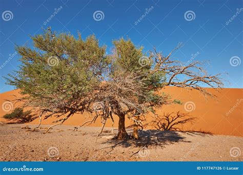 Namibian desert landscape stock photo. Image of sossusvlei - 117747126