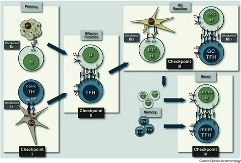 Figure 1 from Follicular helper T cells as cognate regulators of B cell immunity. | Semantic Scholar