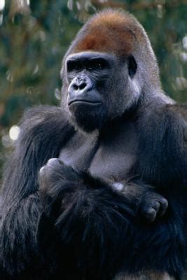 Where Is the Ape's Habitat Located? | Animals - mom.me