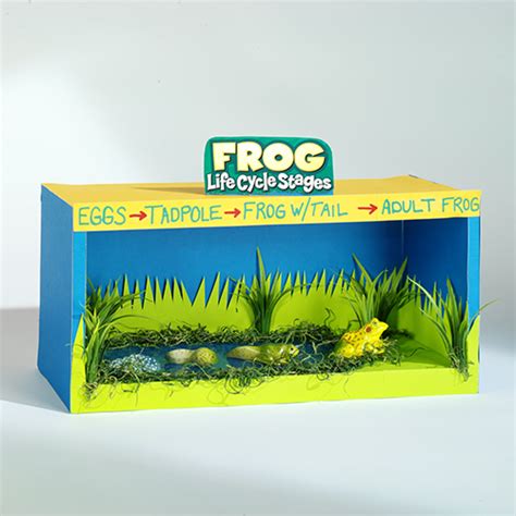 Frog Habitat School Project