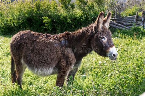 General Shot of a Brown Donkey in a Meadow on a Farm in Asturias Stock ...