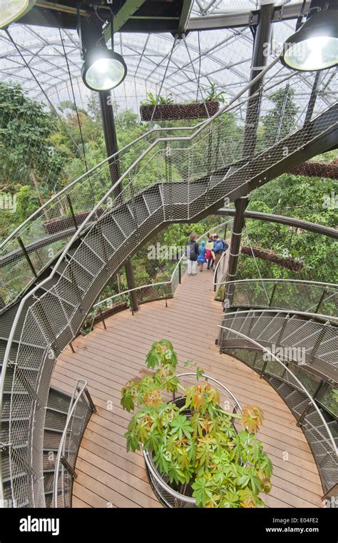 "Skywalk" of the Masoala rainforest hall in Zurich zoo Stock Photo - Alamy