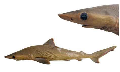 LOST BEFORE FOUND: NEW SHARK SPECIES LIKELY ... - Marine Science in a Drop