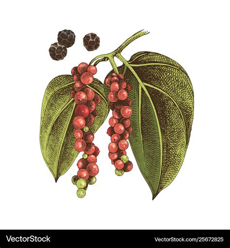 Hand drawn black pepper plant Royalty Free Vector Image