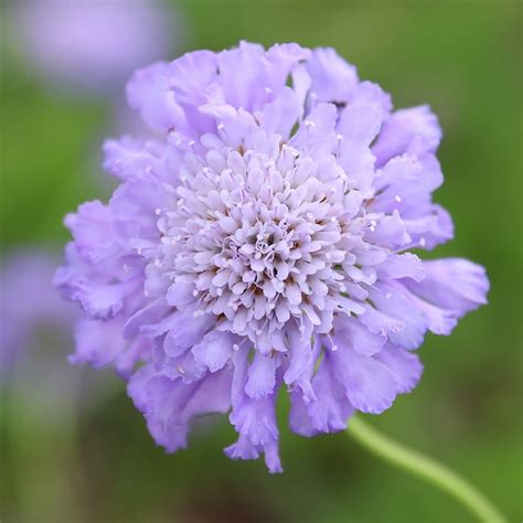 Buy pincushion flower Scabiosa 'Butterfly Blue'