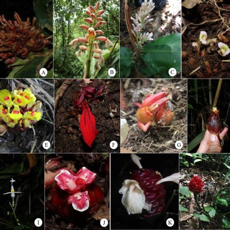 (PDF) Zingiberaceae of Kalatungan Mountain Range, Bukidnon, Philippines