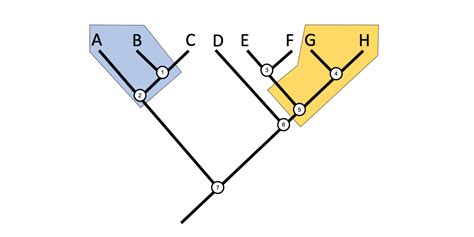 2.4 Phylogenetic Trees and Classification - Digital Atlas of Ancient Life