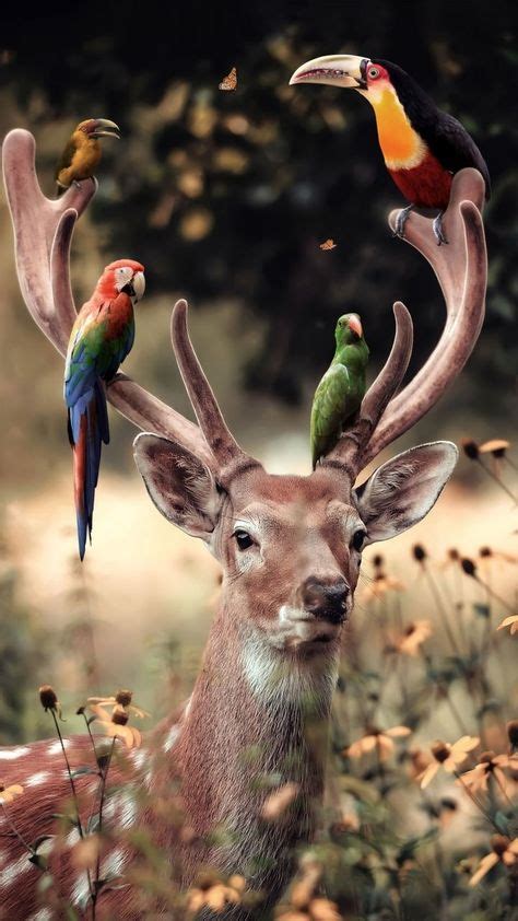 Hd Wallpapers Of Animals