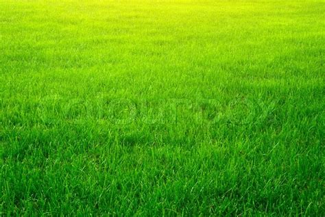 Green grass background | Stock image | Colourbox