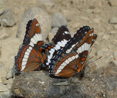 Limenitis arthemis west of Hoadley, Alberta | Norbert Kondla | Flickr