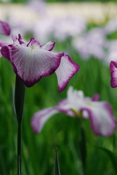 Japanese Iris Care – #1 Complete Guide