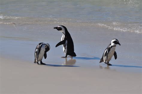 Penguins in South Africa: See Them and Adopt Them!