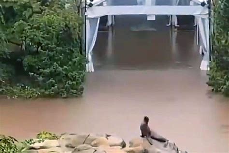 Sea Lion Escapes Central Park Zoo Enclosure During New York City Flooding