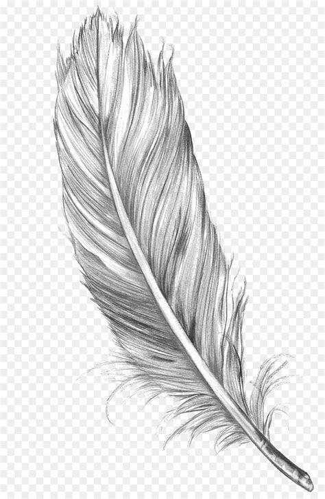 Feather Bird Clip art - Feather PNG png download - 800*624 - Free ...