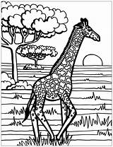 Jirafa Para Colorear  Páginas De Jirafas Imprimir sketch template