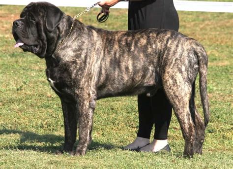 Mastiff - SpockTheDog.com