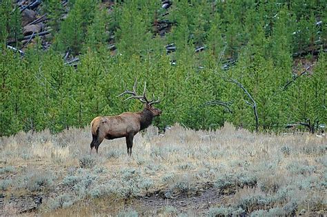 10 Animals Found in Utah - WorldAtlas.com