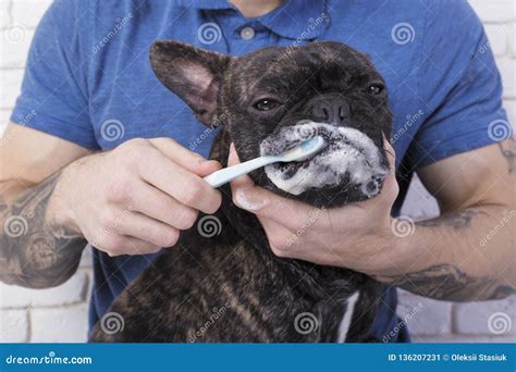 Dog Brushing Their Teeth Close-up. Toothbrush with Toothpaste Stock ...