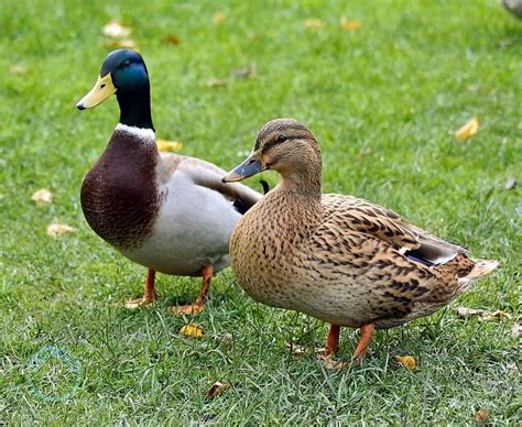 Ssurvivor: Male And Female Mallard Ducks