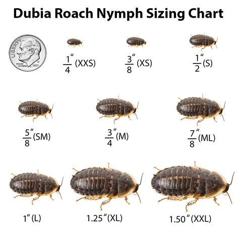 Dubia Roaches: Large 1.25" (XL) (Cupped)