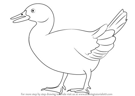 How to Draw a Blue Duck (Birds) Step by Step | DrawingTutorials101.com