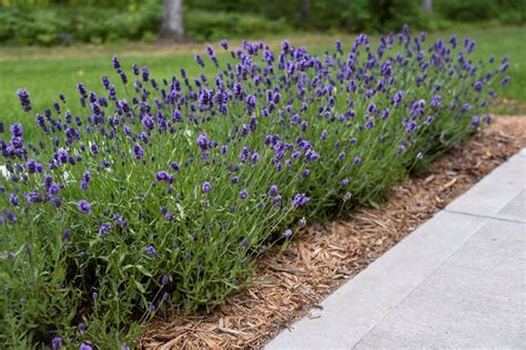 English Lavender: A Growing Guide | Garden Design