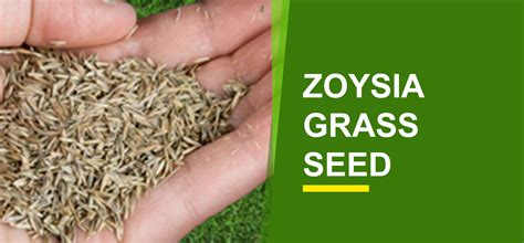 Zoysia Grass Seed Online India | Buy Zoysia Grass Seed - Garden World