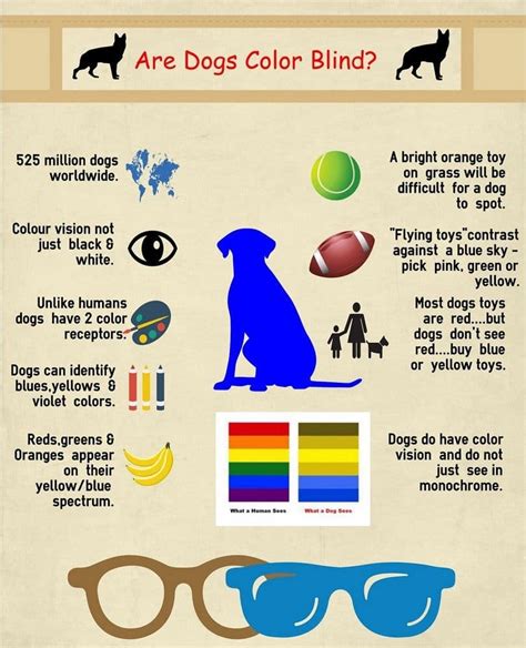 What Color Should A Dogs Eyes Be