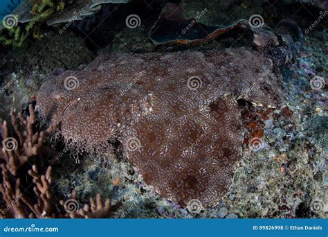 Tasselled Wobbegong Shark stock photo. Image of camouflage - 89826998