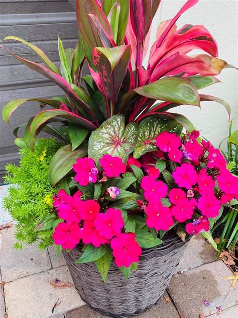 Potted Plants Outdoor, Flower Pots Outdoor, Flower Planters, Flower Garden, Tropical Outdoor ...