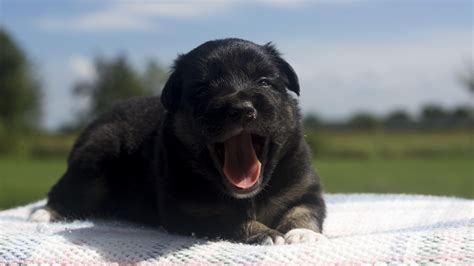 August 2014: Mini Aussie Puppies — Breezemore's Aussies