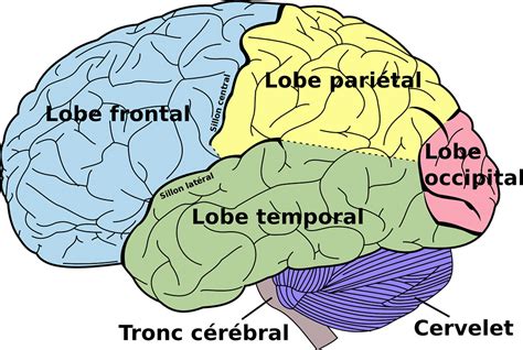 schema-cerveau | Daily Geek Show