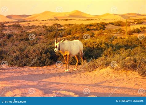 Arabian Antelope or Oryx in the Desert Conservation Reserve Near Dubai, UAE Stock Image - Image ...