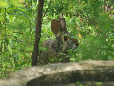 The Online Zoo - Swamp Rabbit