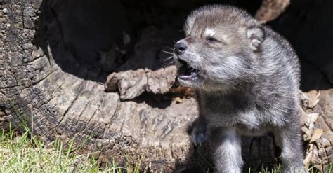 Baby Wolves: 7 Wolf Pup Pictures & 7 Facts - IMP WORLD