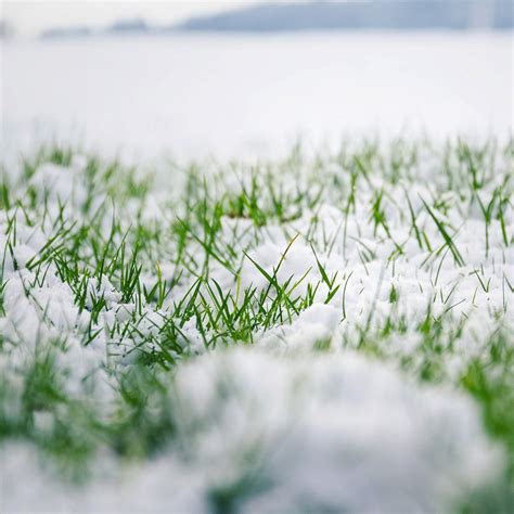 The Proper Winter Lawn Fertilizer - Cardinal Lawns