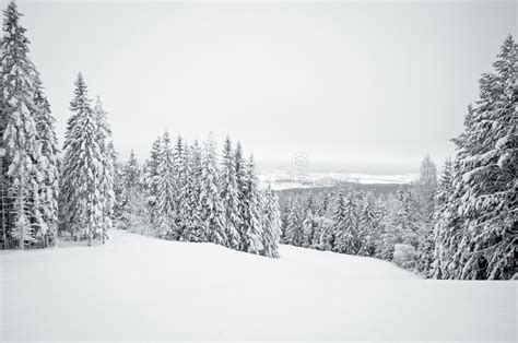 Dark Winter Landscape with Snow Covered Trees Stock Image - Image of morning, fresh: 27418789