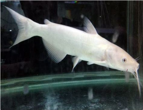 Albino Channel Catfish | Arizona Aquatic Gardens