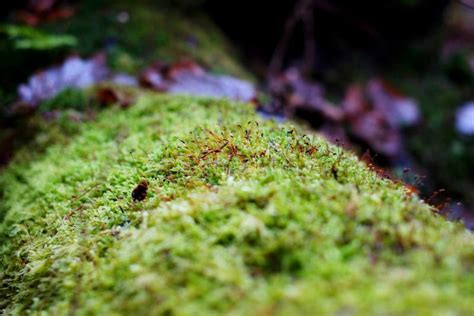 Macro moss, nature stock image. Image of nature, abstract - 108730707