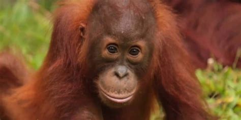 Born to Explore | Indonesia: Orangutans-People of the Forest | WTTW