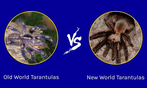 Old World Tarantulas vs. New World Tarantulas: The Complete List - A-Z ...