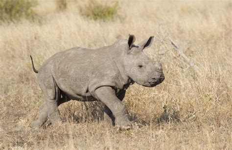 Baby White Rhino, South Africa Stock Image - Image of simum, wildlife ...