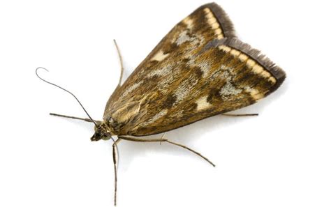 Meadow Moth: a Dangerous Pest With a Tender Name - Best Landscape Ideas