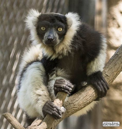 Ruffed Lemur Sitting on Tree Branch