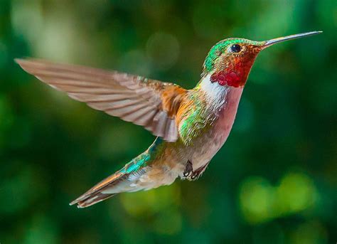 Hummingbird Wallpapers - Top Free Hummingbird Backgrounds - WallpaperAccess