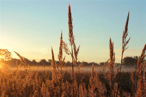 Names of Plants That Live in Grasslands | Grassland, Landscape, Native plants