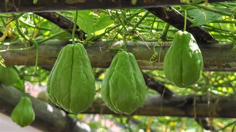 Here's Why You Should Start Eating Chayote