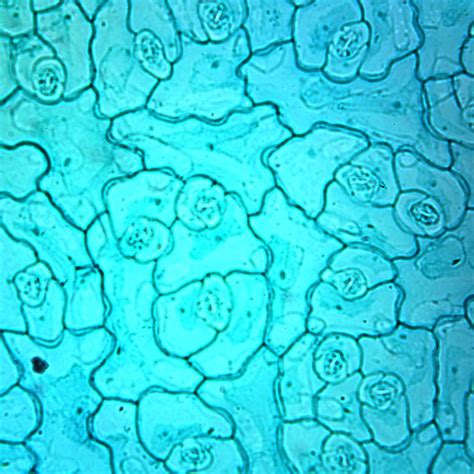 Dicot Leaf Epidermis, w.m. Microscope Slide | Carolina.com